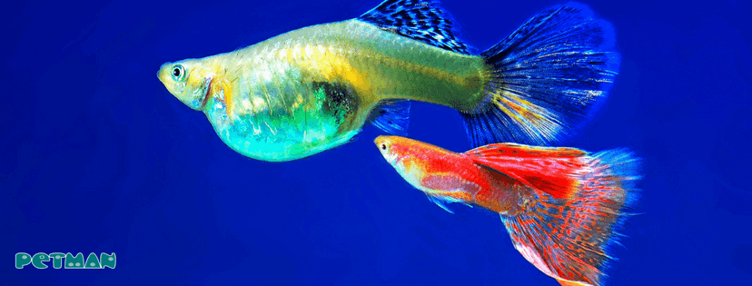 Zwei Fische im blauen Aquariumwasser