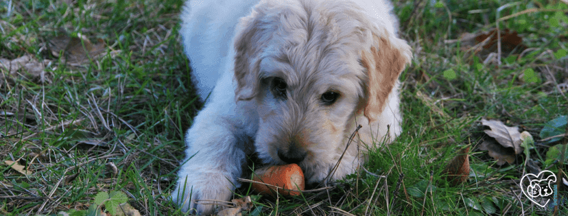 kleiner süßer Hund nagt an Obst stück